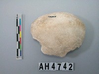 藏品(中型螺蓋製貝刮器)的圖片